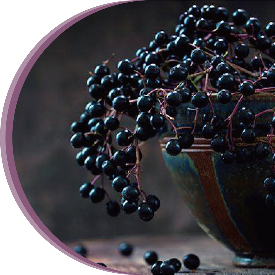 manufacturer of spray dry elderberry concentrate and extract powder
