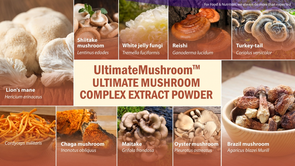 Manufacturer of mushroom extract powder in bulk and wholesale inculding Lion‘s mane , Reishi, Turkey-tail, Brazil mushroom, Maitake, Chaga, and Cordyceps militaris
